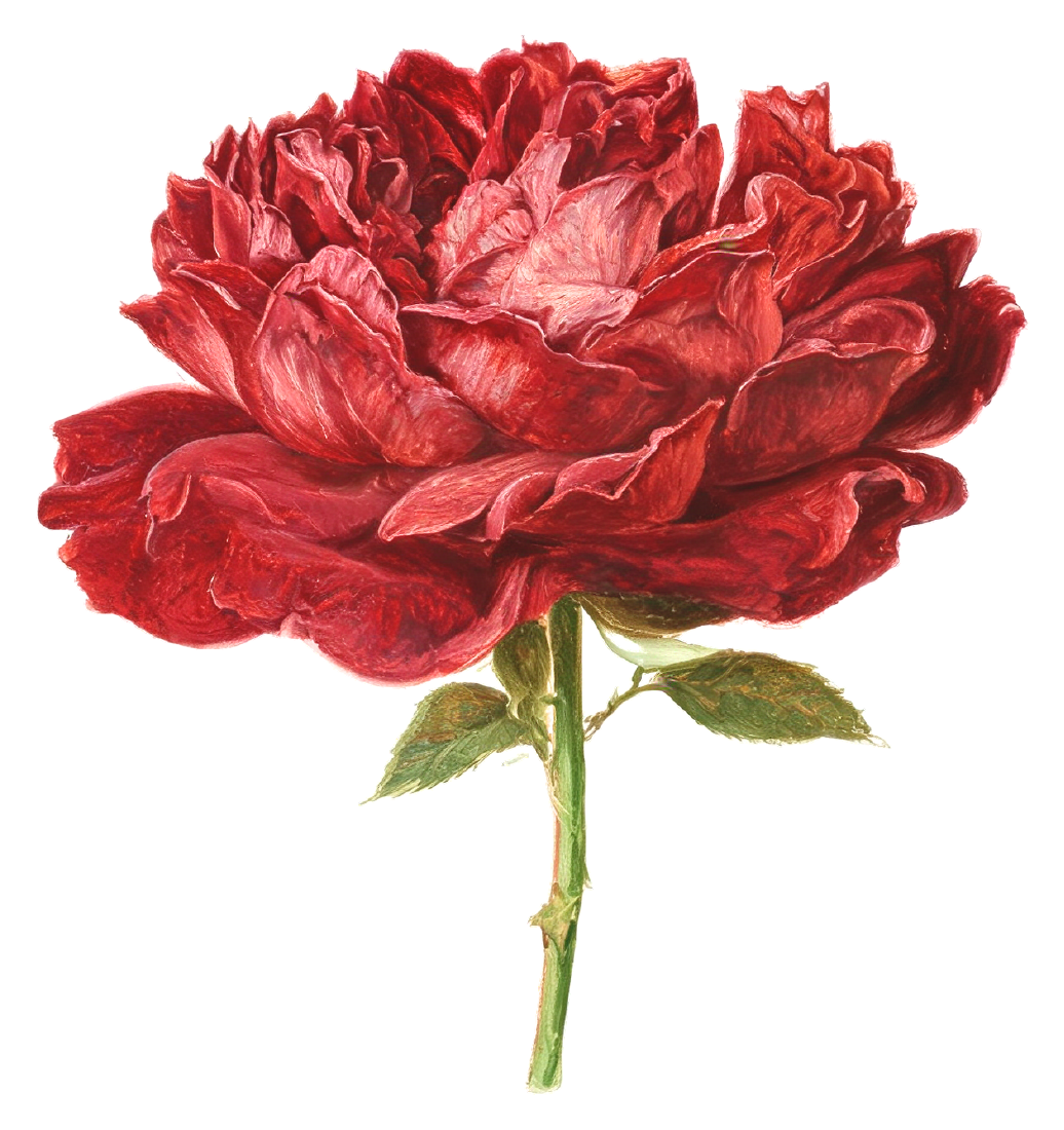 A red rose in full bloom.