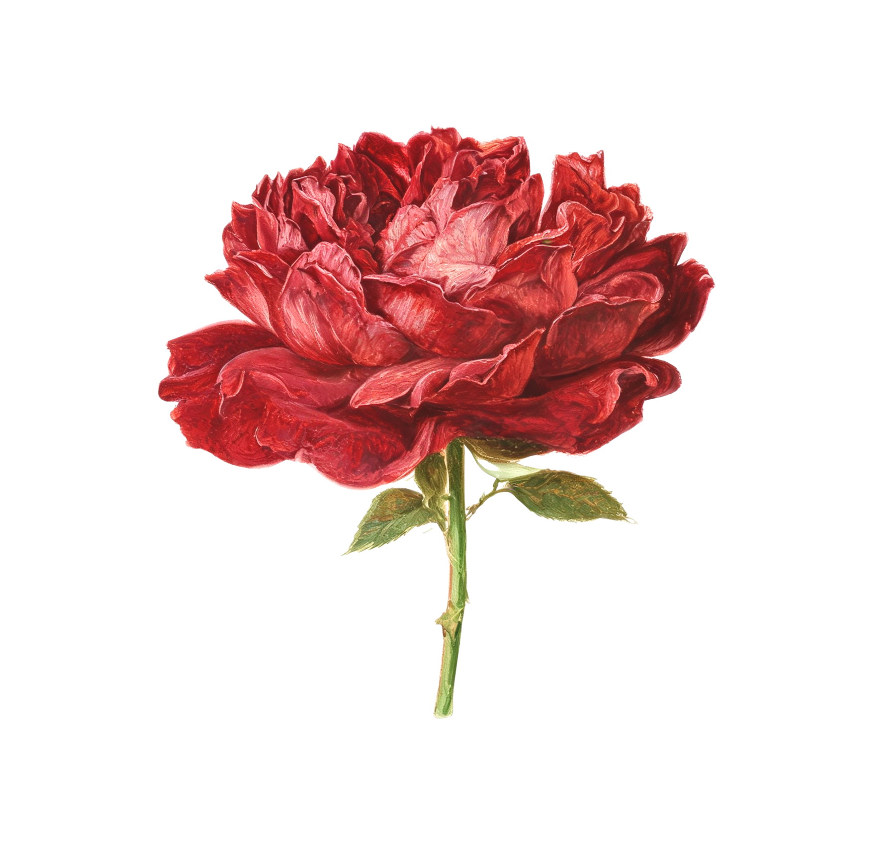 A red rose in full bloom.