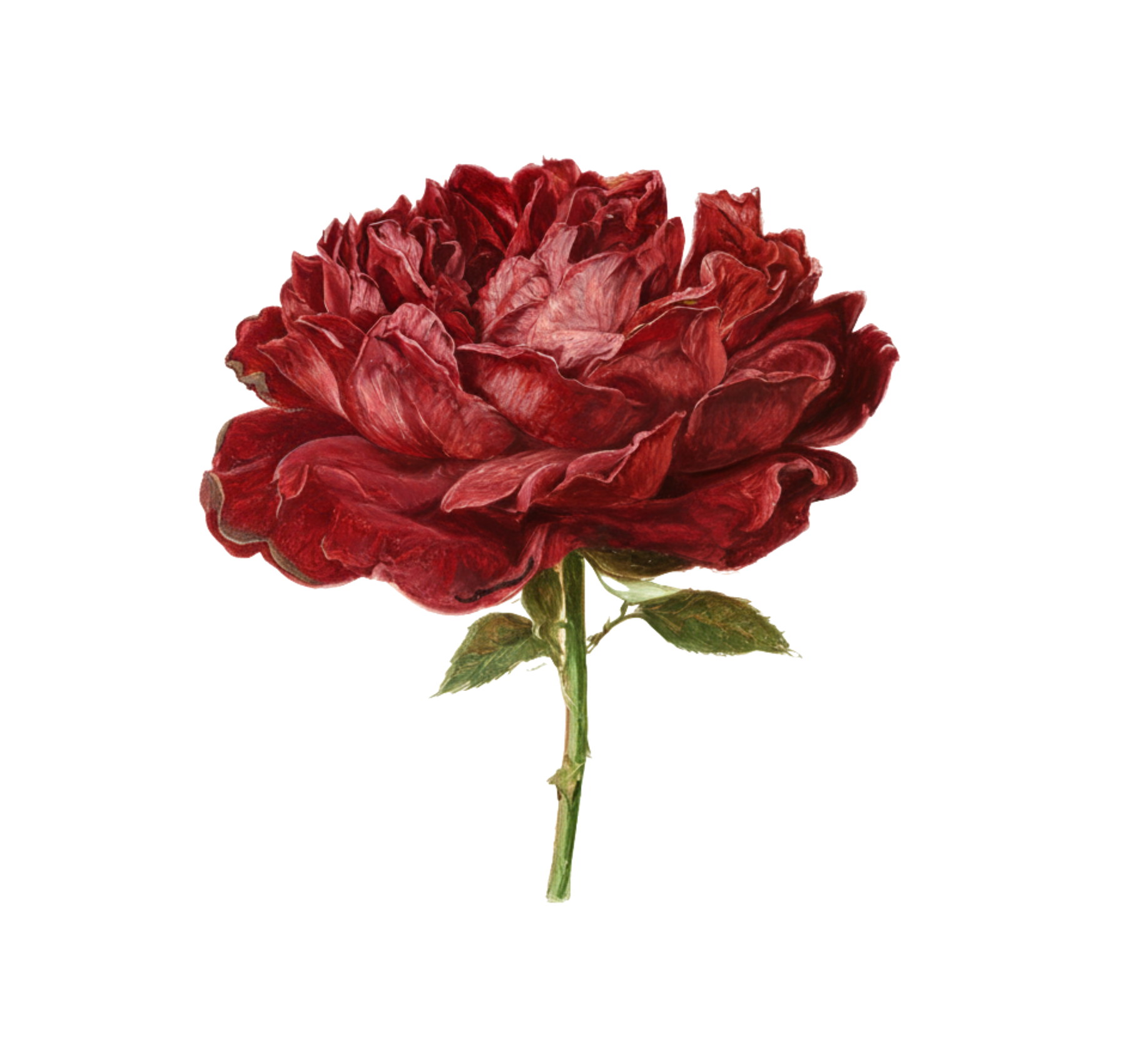 The same rose, darker, its edges beginning to dry.