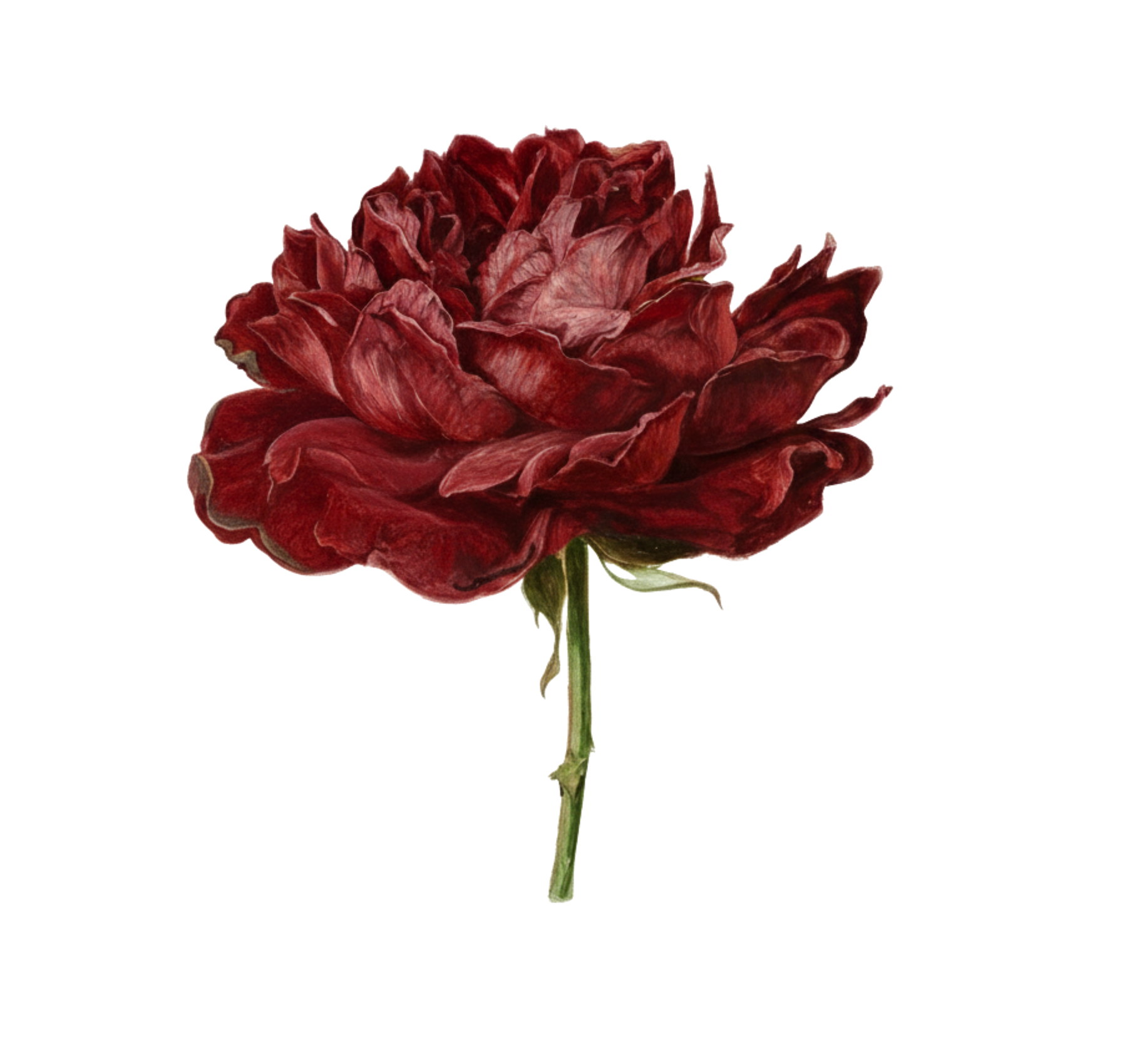 The same rose, deeper still and further gone.