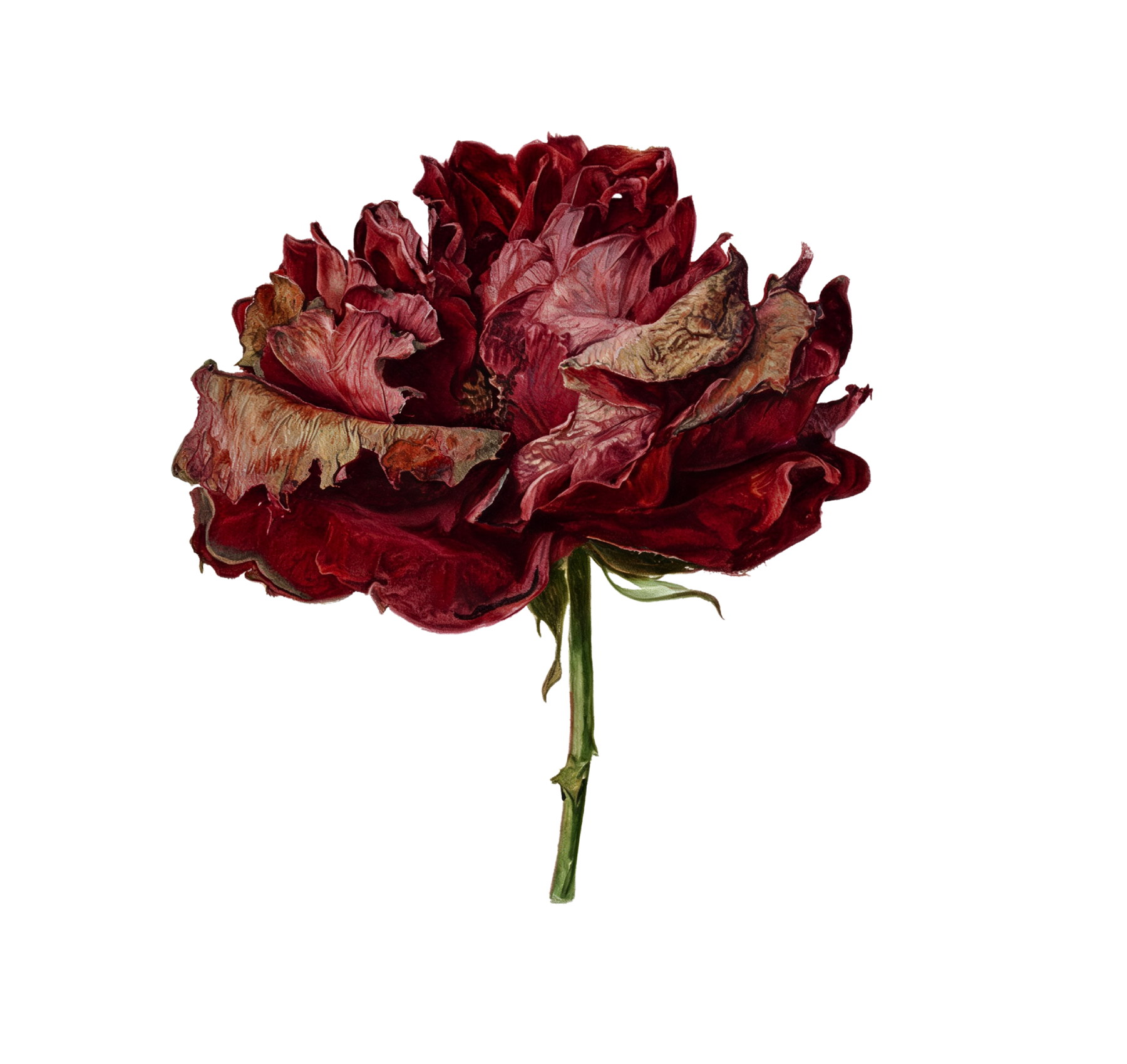 The same rose, most tarnished — petals browned and curling.